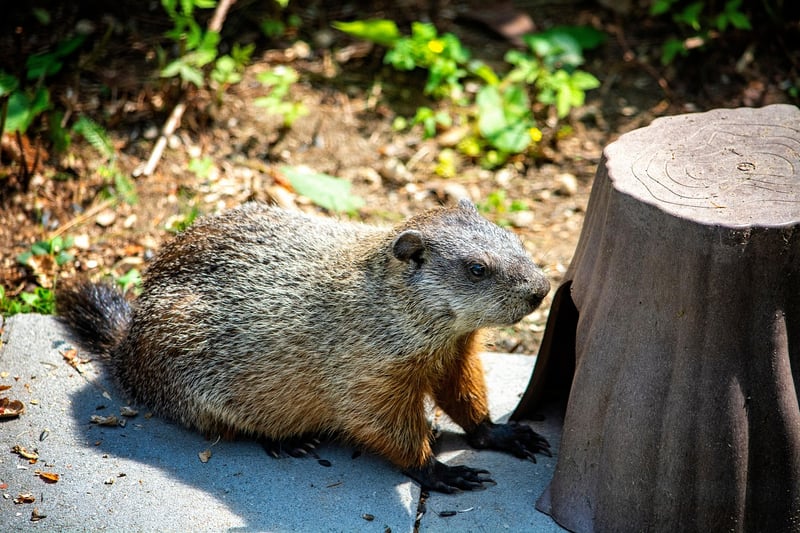 Groundhog Day Film